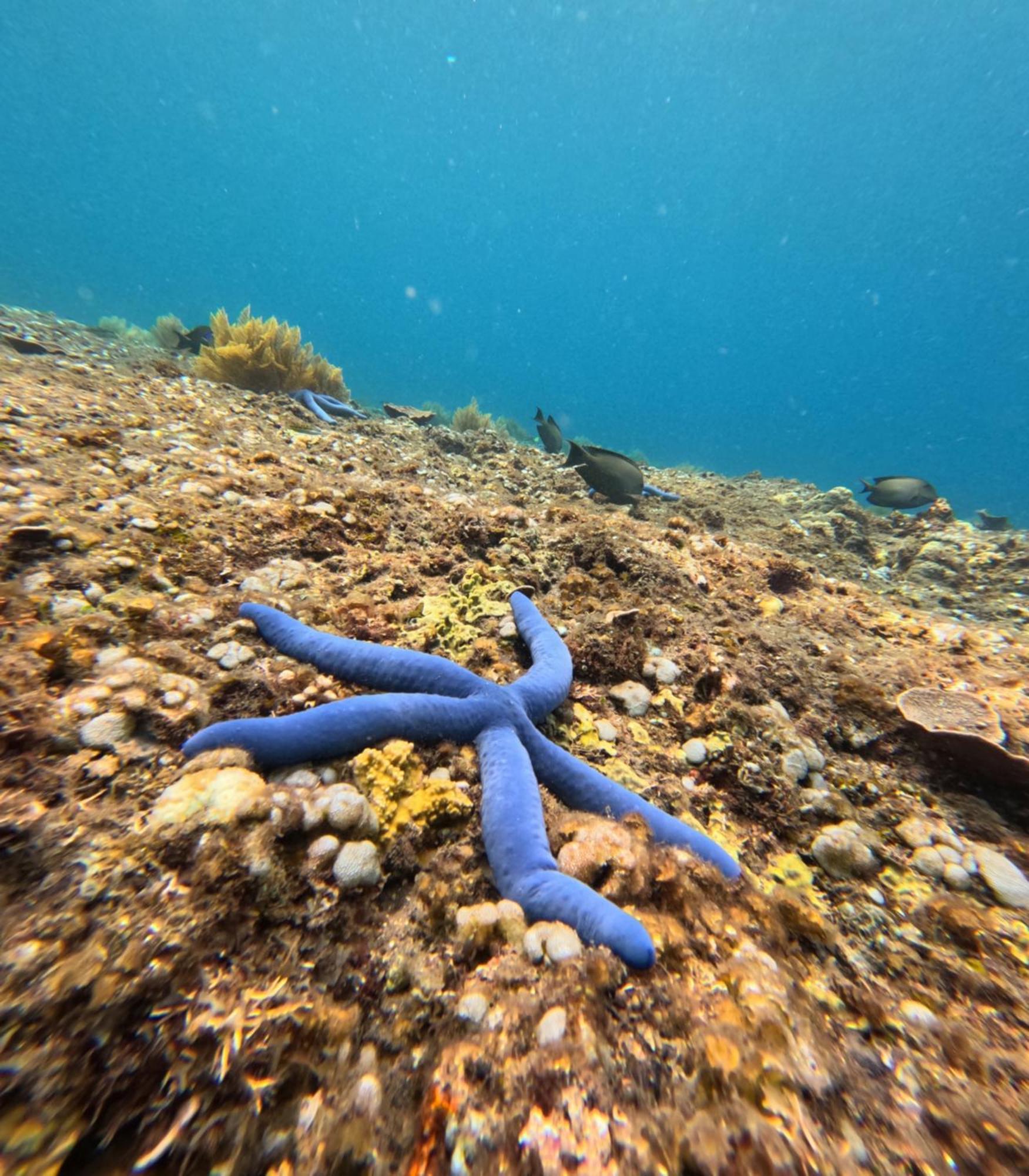 Blue Waves Hostel Amed Ambat エクステリア 写真